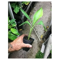 Dwarf Banana - Live Plant - Dwarf Brazillian Banana - Dwarf Hawaiian Banana