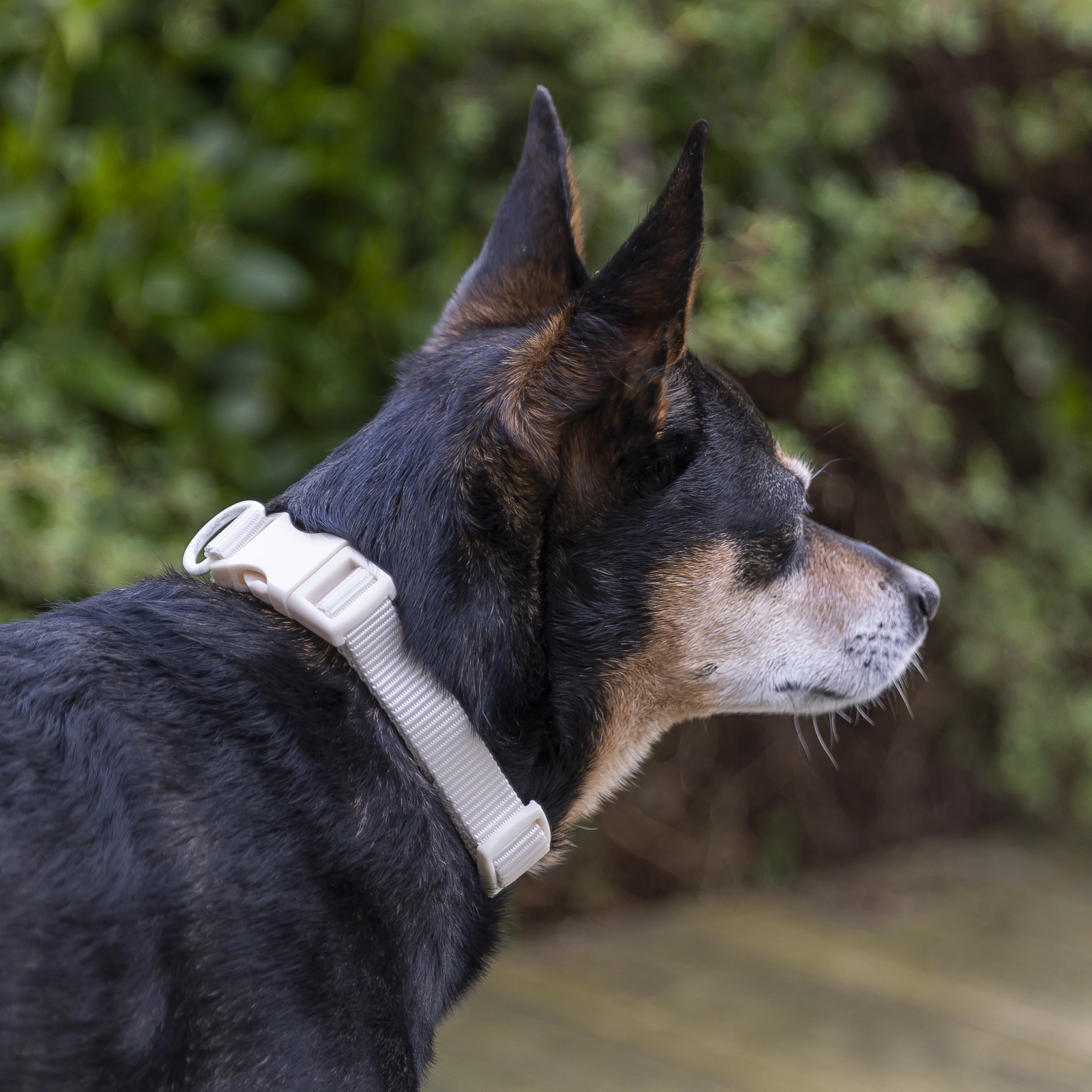 Vibrant Life Solid Adjustable Dog Collar, Cream, Small