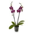 thumbnail image 1 of Orquídea phalaenopsis por pieza, 1 of 4