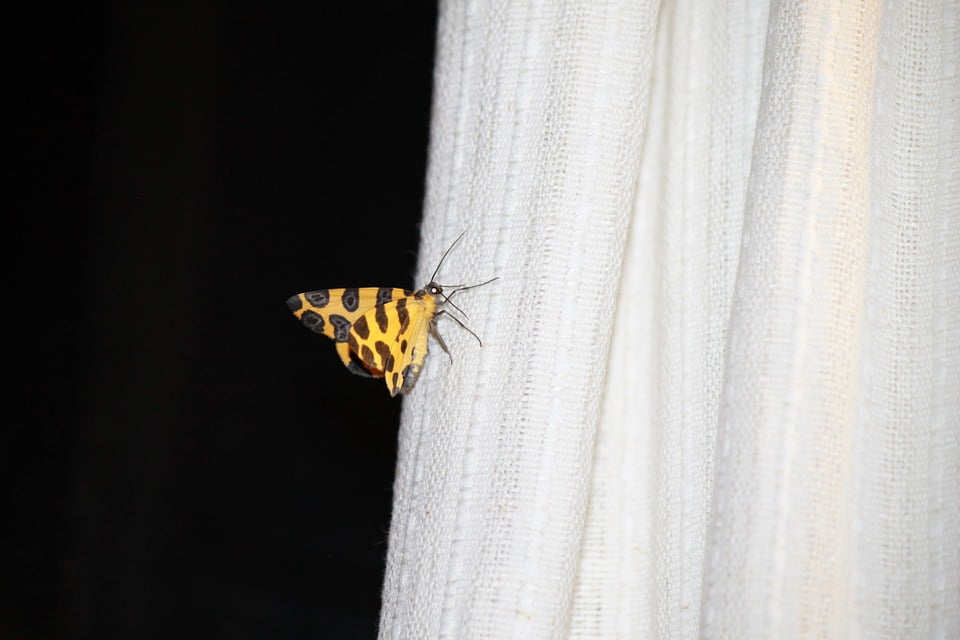 Changes butterfly. Changes butterfly