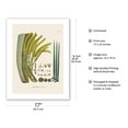 thumbnail image 2 of Coyol Palm Tree (Acrocomia Aculeata) - Flower and Seed - Vintage Botanical Illustration by Carl Friedrich Philipp von Martius c.1820s - Bamboo Fine Art 290gsm Paper (Unframed) 17x22in, 2 of 4