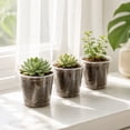 thumbnail image 5 of Clear Plastic Nursery Pot 5in with Drainage Holes Transparent Seedling Cup for Garden Yard Plant Growing, 5 of 6
