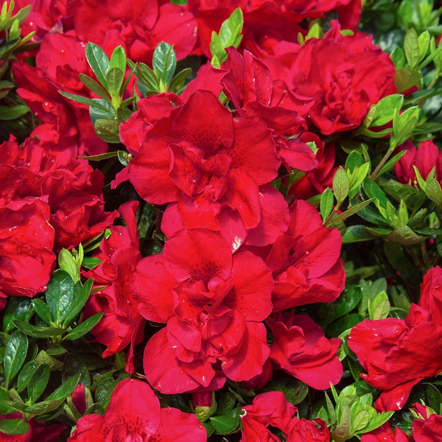 Expert Gardener 1 ft Azalea - Sunglow Live Shrub in 3- Gallon Grower Pot