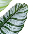 thumbnail image 5 of Northlight Potted Two Tone Green Calathea Artificial Floor Plant - 4', 5 of 7