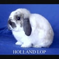 thumbnail image 2 of CafePress - Holland Lop Rabbit Maternity T Shirt - Maternity Dark T-Shirt, 2 of 3