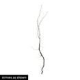 thumbnail image 4 of Hazelnut (Corylus) Dormant Bare Root Starter Nut Tree (1-Pack), 4 of 4