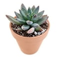 thumbnail image 6 of Pachyveria Little Jewel Glauca Succulent (2"+ Plastic Pot) - Tiny, Lovely, Easy to Care Succulent for Beginners - Live Healthy Succulent for Home Office, 6 of 7