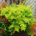 thumbnail image 6 of 3 gal. Sunshine Ligustrum Shrub, 6 of 12