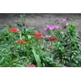 thumbnail image 5 of Heirloom Red Spider Lily (Lycoris Radiata) Bulbs Fall-Blooming Perennial for Southern Climates 5 Pcs, 5 of 7