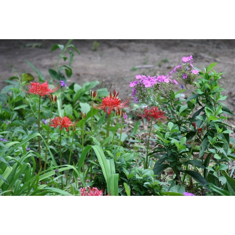 where to buy succulent plants near me Cactus and Succulent Soil Mix: The Ultimate Pro Mix Formula 12 Quarts