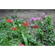 Heirloom Red Spider Lily (Lycoris Radiata) Bulbs Fall-Blooming Perennial for Southern Climates 5 Pcs