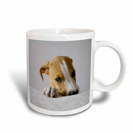 3dRose Shy 3 months old puppy, Ceramic Mug,