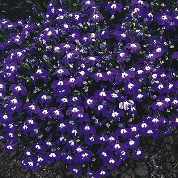 Lobelia Seeds - Mrs Clibran Lobelia Ground Cover Seed - 10000 Seeds