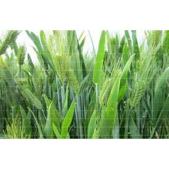 Atlantic Barley Seed (Certified) - 20 Lbs.