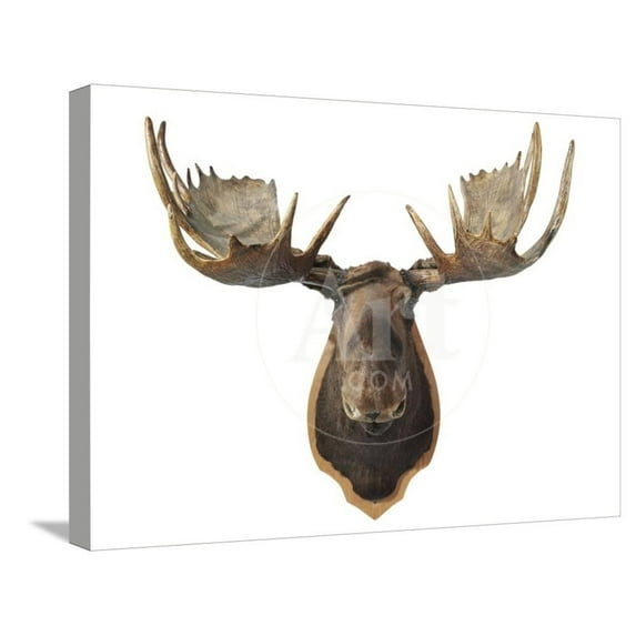 Canadian Taxidermy Moose Head Hunting Trophy, Mounted on an Oak Shield, Vancouver, Animals World Culture Stretched Canvas Wall Art Sold by Art.Com