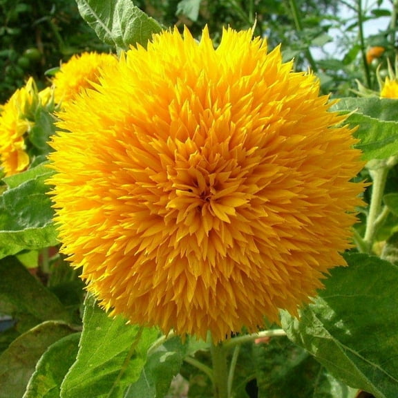 TomorrowSeeds - Teddy Bear Sunflower Seeds - 600 Count - For 2026 Planting Sun Gold Dwarf Sun