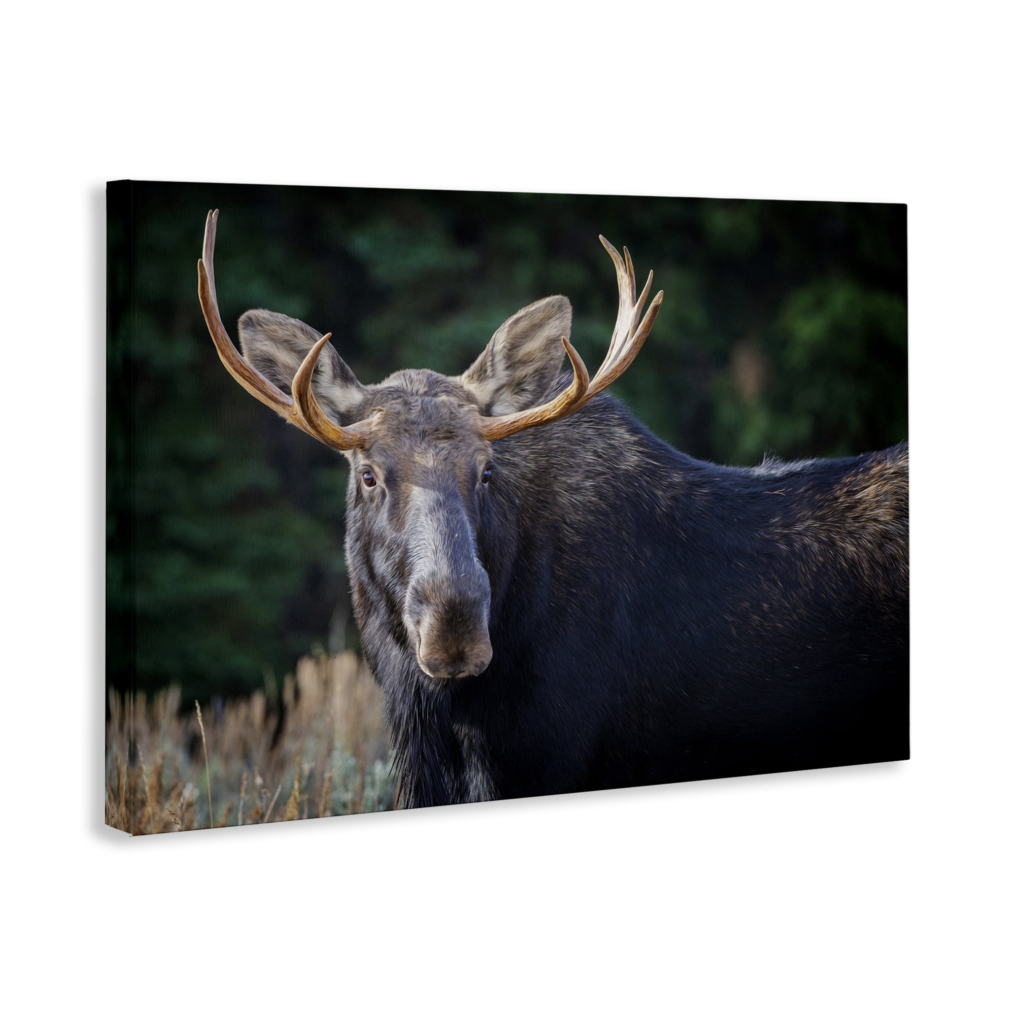 Stupell Industries Stoic Elk Portrait Animals Photography Wrapped Canvas Art Print Wall Art, 24 x 16