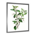 thumbnail image 2 of Designart 'Ancient Green Leaves Plants VII' Traditional Framed Art Print, 2 of 4