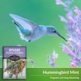thumbnail image 4 of 3 Packs Hyssop Seeds - Hummingbird Mint - Non-GMO Heirloom Perennial Full Sun Herb, 4 of 6