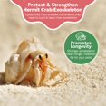 thumbnail image 3 of Supplement Snout and Shell Oyster Shell for Hermit Crabs, 3 of 7
