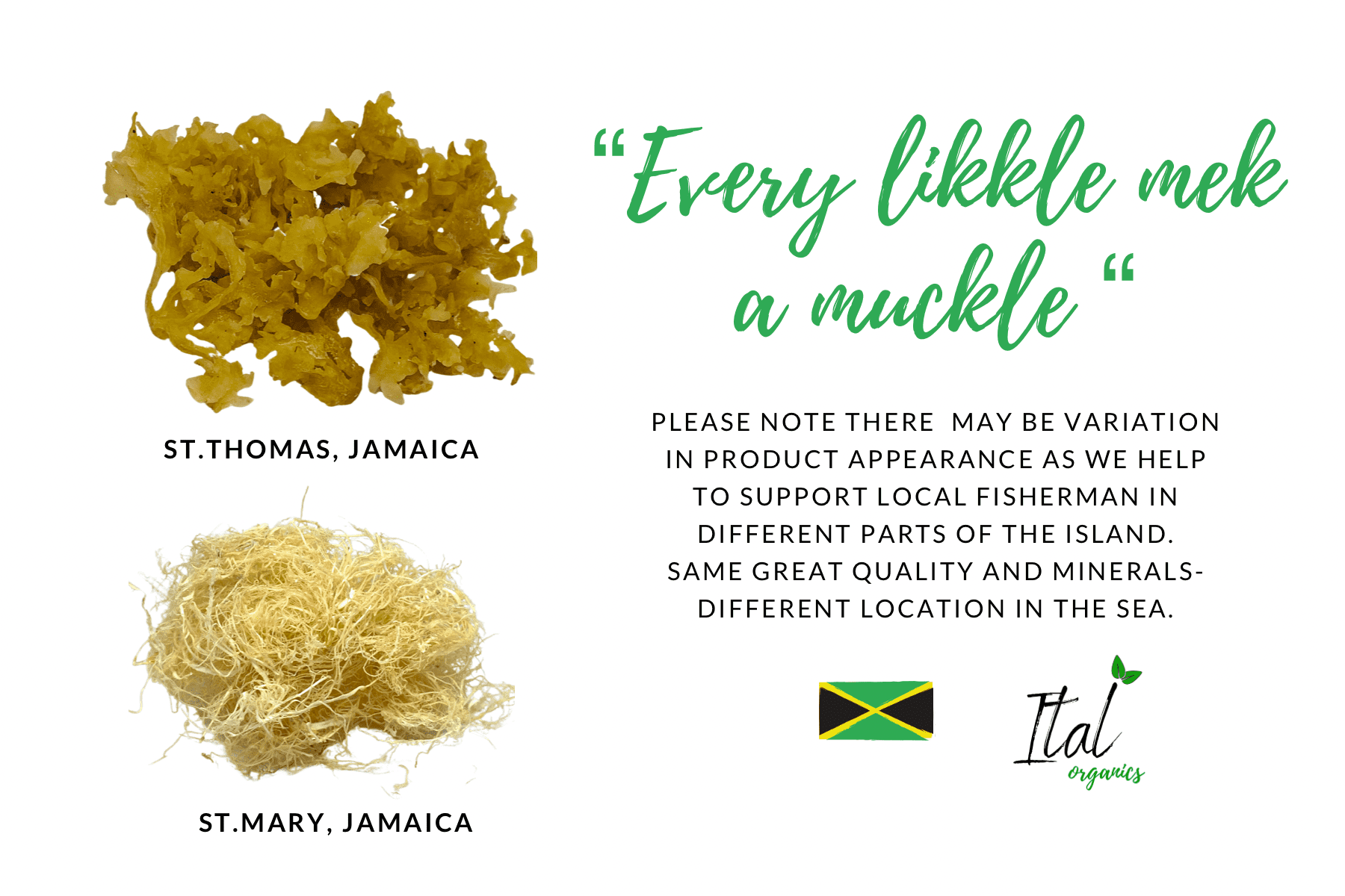 Raw Organic Sea Moss