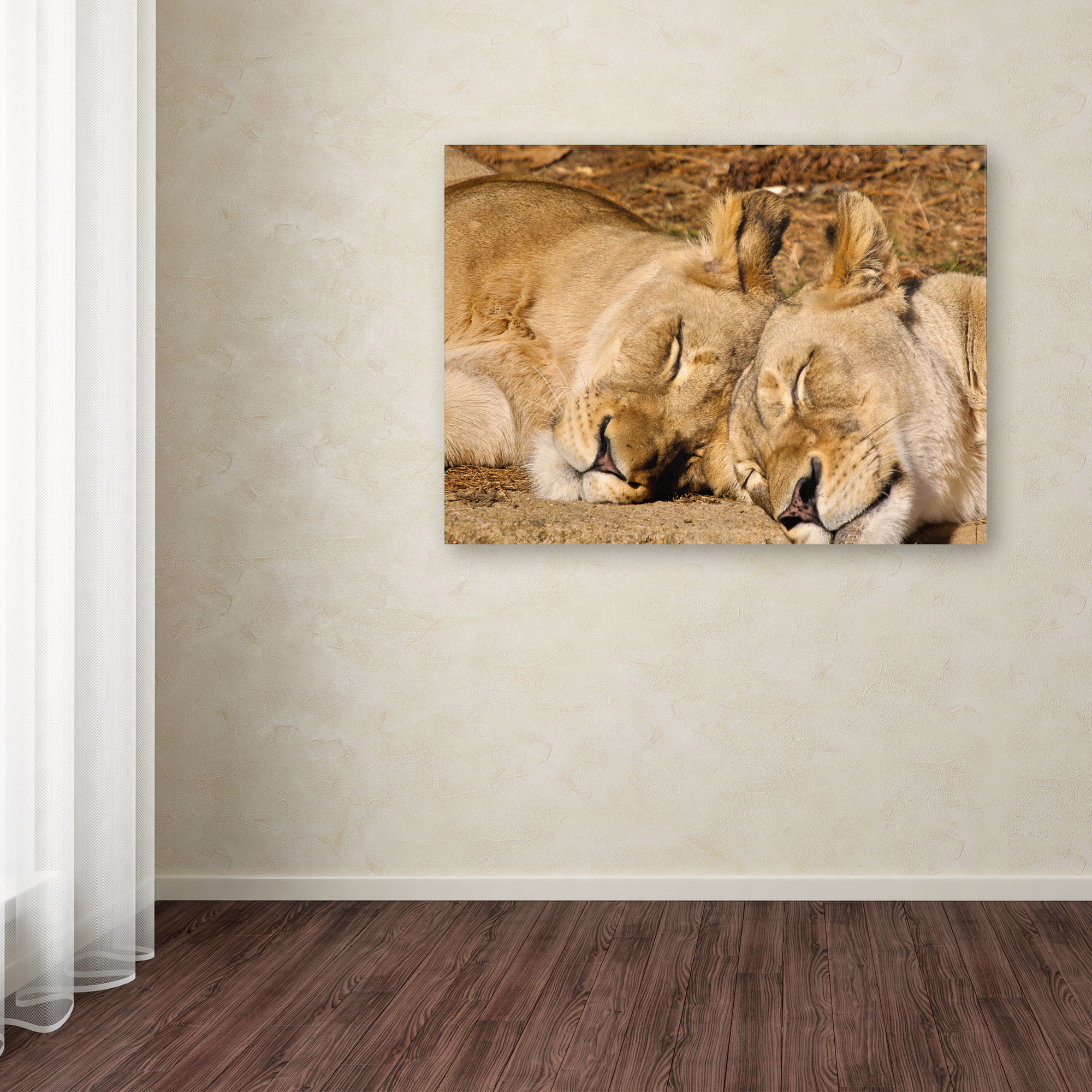 Trademark Fine Art "National Zoo - Lions" Canvas Art by CATeyes
