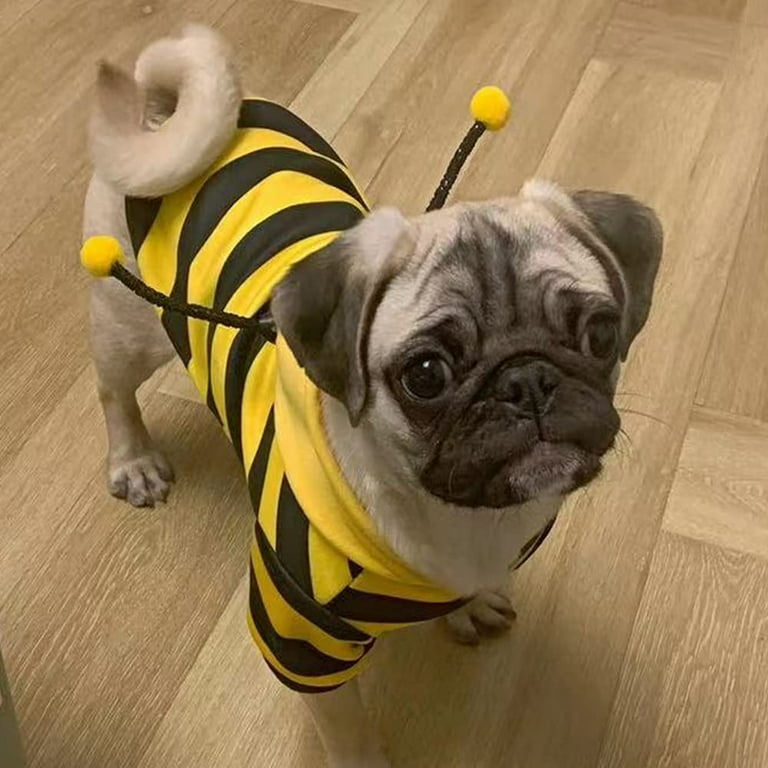 Pug in bee costume hot sale