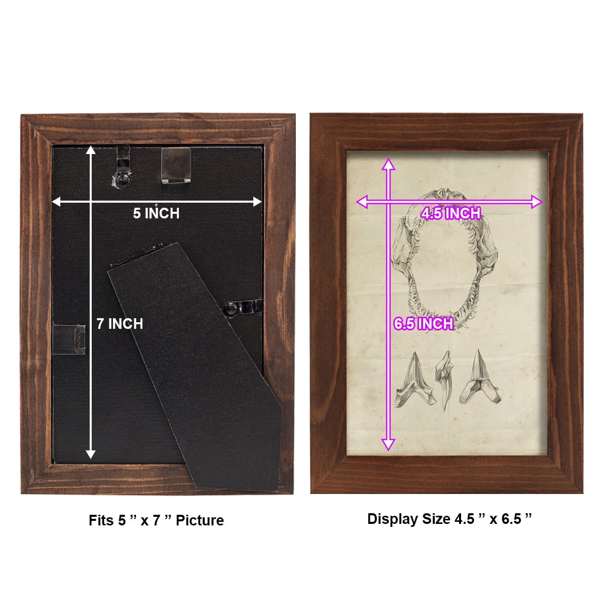 Shark Study I - Framed Print w/glass - Chestnut