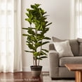 thumbnail image 5 of Artificial Fiddle Leaf Fig Tree-72"" Faux Plant in Pot with Natural Feel Leaves-Realistic, 5 of 6