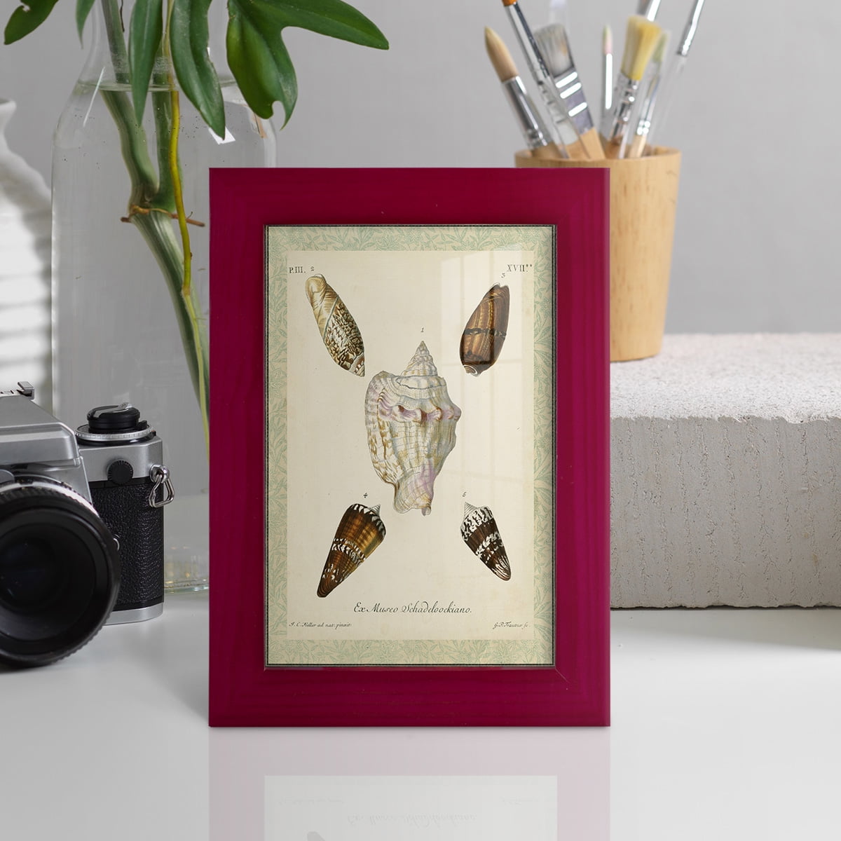 Bookplate Shells IV - Framed Print w/glass - Cherry Red