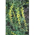 thumbnail image 2 of Blue Stem Goldenrod, 2 of 4