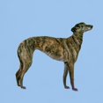 thumbnail image 3 of CafePress - Greyhound (Brindle) Light T Shirt - Men's Classic Graphic T-Shirt, 3 of 4