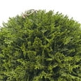 thumbnail image 3 of My Texas House 21" Artificial Evergreen Cyprus Ball, 3 of 8