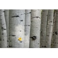 thumbnail image 2 of Head, Danny 24x17 White Modern Wood Framed Museum Art Print Titled - Stuck On You Too, 2 of 4