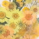 thumbnail image 3 of Flores Secas Prensadas Naturales perfecl 34-40pcs DIY, 3 of 7