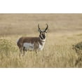 thumbnail image 2 of Jones, Adam 18x13 Gold Ornate Wood Framed with Double Matting Museum Art Print Titled - Adult male pronghorn-Yellowstone National Park-Wyoming, 2 of 4