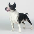 thumbnail image 1 of Modelo animal de simulación Bull Terrier, perro mascota, adornos de coche de noche para niños de mano, 1 of 6