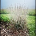 thumbnail image 4 of Direct Gardening Chameleon Variegated Little Bluestem Ornamental Grass 1 Gallon Perennial Plant, 4 of 6