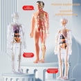 thumbnail image 2 of Human Body Skeleton Model Kits Study Tools Teaching Removable Assembly 3D, 2 of 8