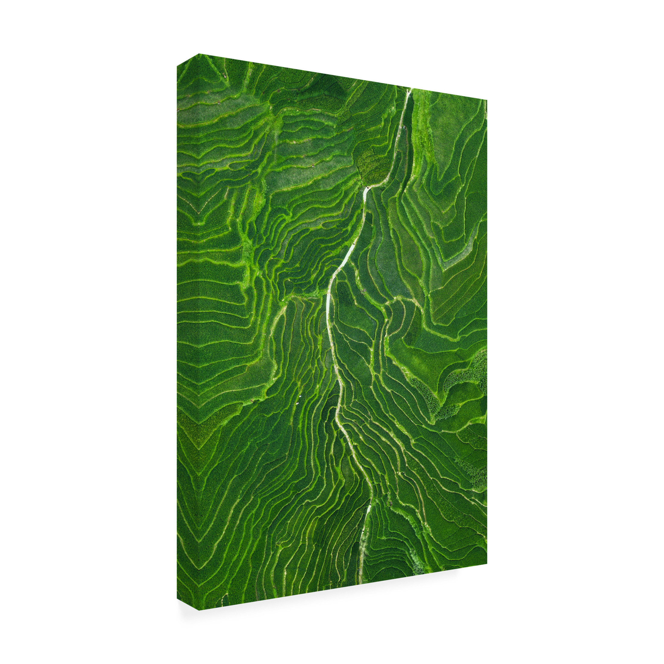 Canvas Wall Art - Tianqi 'Vein' Wall Art for Living Room, Bedroom, or Office Décor by Trademark Fine Art - 12 x 19 Inches