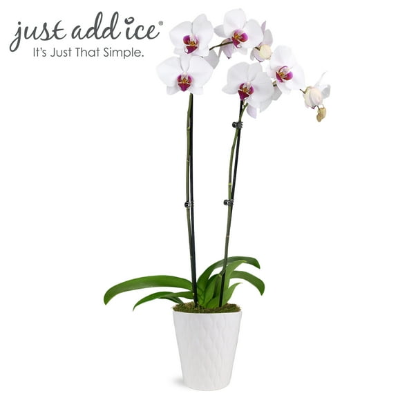 Just Add Ice 16-30" White and Purple Premium Orchid Live Plant in 5" White Ceramic Pot, House Plant