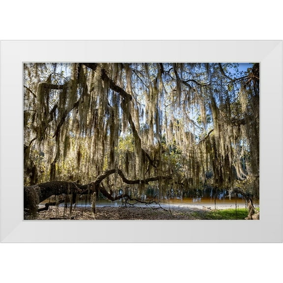 Jones, Adam 14x11 White Modern Wood Framed Museum Art Print Titled - Oak tree draped in Spanish moss along the Econlockhatchee River