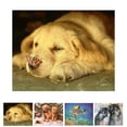 thumbnail image 3 of 5D DIY diamante pintura de animales punto de cruz resina redonda diamantes de imitación bordado imagen de costura decoración del hogar regalo Eigraketly JJ15625-01, 3 of 6