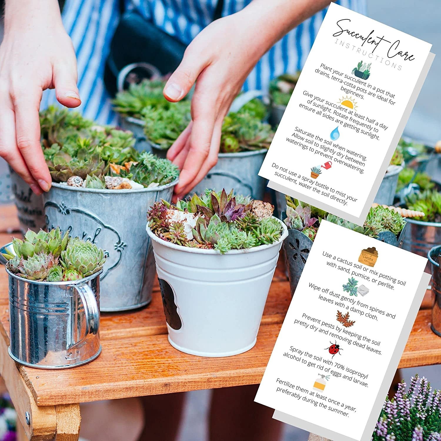 Air Plant Care Card Air Plant Care Instruction Cards - 50 Pack, 2x3.5"  Business Cards With Care Guide, White With Icons Premium Cardstock Plant  Tips