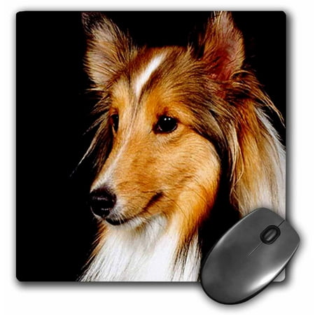 3dRose Sheltie Shetland SheepDog, Mouse Pad, 8 by 8 inches