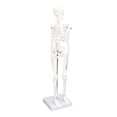 thumbnail image 4 of Human Bone Structure, Detachable Skeleton Model Multifunctional Easy To Install With Metal Support Rod For Clinical Experiments For Teaching, 4 of 8