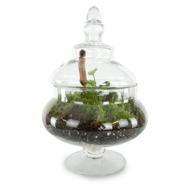 Clear Glass Apothecary Jar Terrarium Height 10 Diameter 5 25 Walmart Com Walmart Com