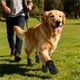 thumbnail image 5 of Zapatos para Perros para Pavimento Caliente 4 Piezas Antideslizantes para Mascotas, Botas Recuperación de Heridas para Patas de Perro, para Senderismo, Caminatas Al Aire Libre M, 5 of 5