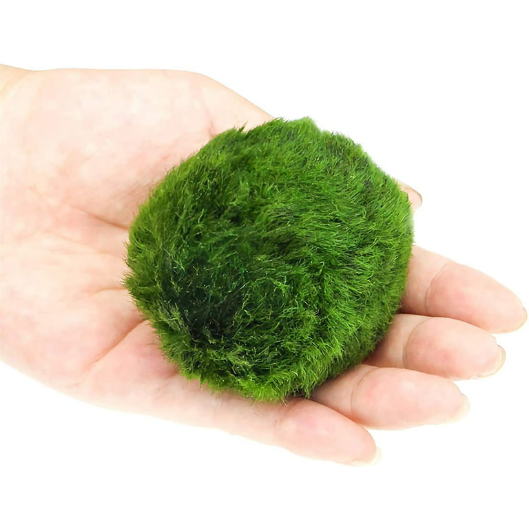 Amyhill 38 Pieces Moss Balls Decorative Green Plant Mossy Globes Dried  Green Moss Decor Decorative Balls Vase Bowl Filler for Centerpiece Home  Party