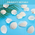 thumbnail image 2 of 80 Conchas de Vieira Naturales de 1,4 A 2,4 Pulgadas, Pequeñas Conchas de Mar Blancas para Manualidades, Conchas de Mar Reales A Granel, 2 of 5
